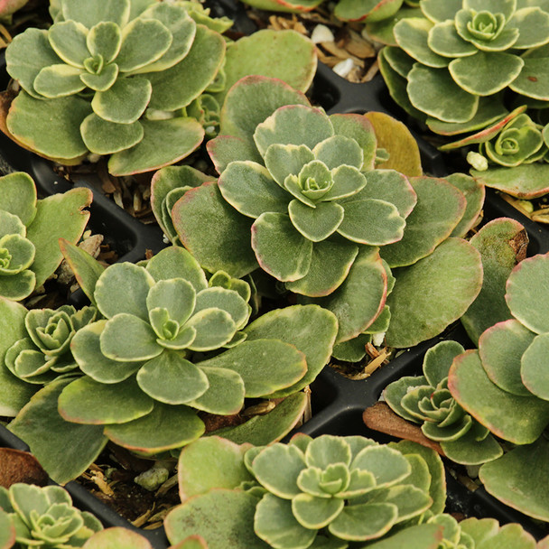 Sedum kamtschaticum Variegatum (72 plugs per tray)