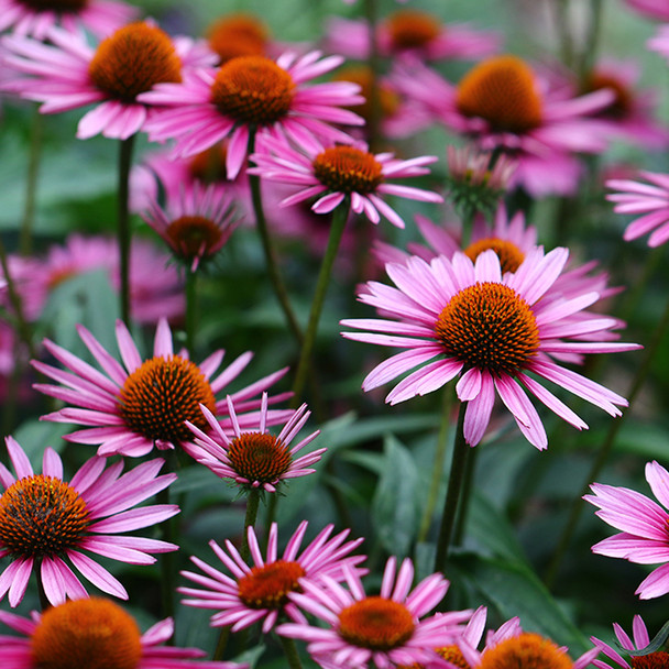 Echinacea purpurea (72 plugs per tray)