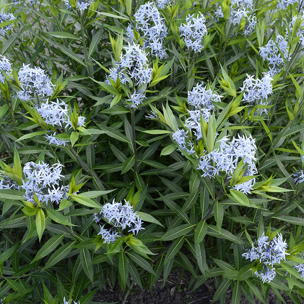 Amsonia hubrichtii (72 plugs per tray)