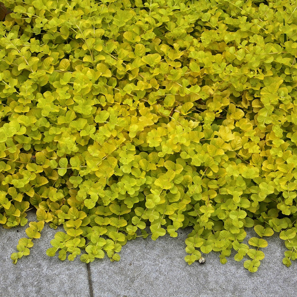 Lysimachia nummularia Aurea  (72 plugs per tray)