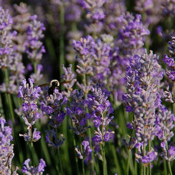 Lavandula xintermedia Phenomenal™ (Niko)  (72 plugs per tray) PP24193