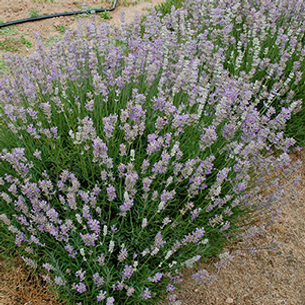 Lavandula xintermedia Phenomenal™ (Niko)  (72 plugs per tray) PP24193