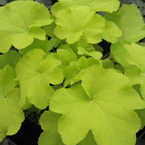 Heuchera xvillosa Citronelle (72 plugs per tray) PP17934