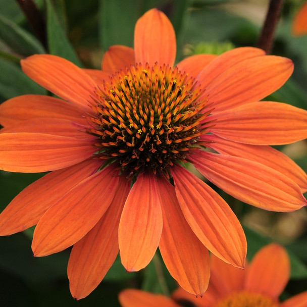 Echinacea Sombrero® Adobe Orange (72 plugs per tray) PP26639