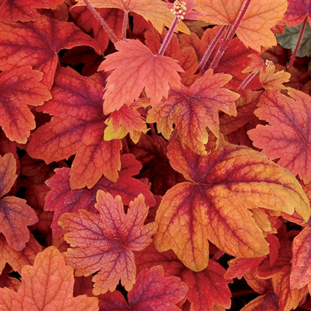 Heucherella Sweet Tea  (72 plugs per tray) PP21296