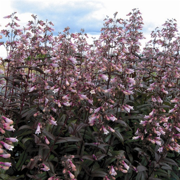 Penstemon Dark Towers (72 plugs per tray) PP20013