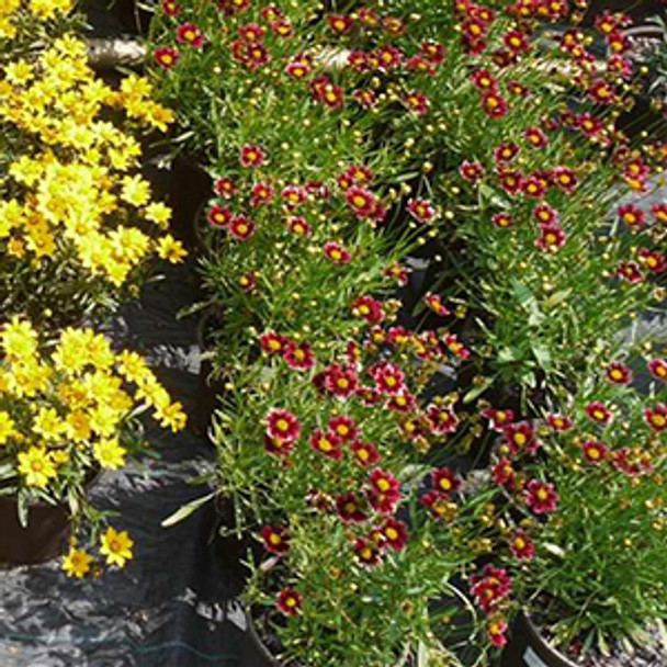 Coreopsis Lil Bang™ Red Elf  (72 plugs per tray) PP27918