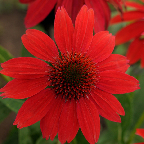 Echinacea Sombrero® Salsa Red (72 plugs per tray) PP23105