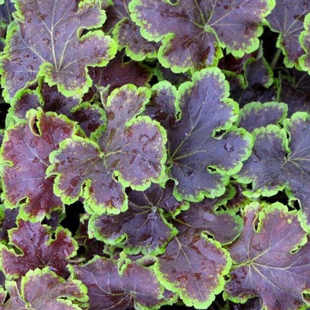 Heucherella Solar Eclipse  (72 plugs per tray) PP23647