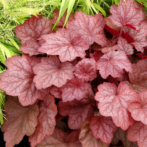 Heuchera Georgia Peach  (72 plugs per tray) PP19375