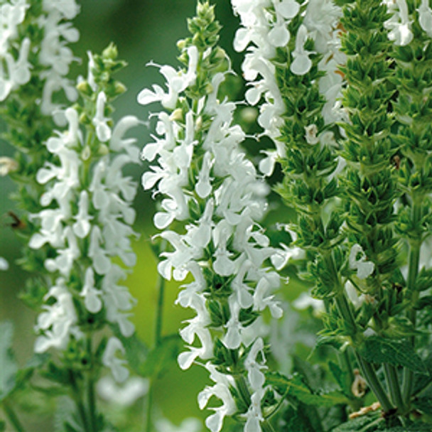 Salvia nemorosa Lyrical™ White  (72 plugs per tray) PP21243