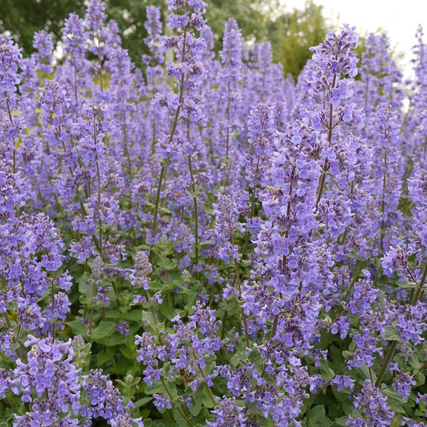 Nepeta Summer Magic (72 plugs per tray) PP27090