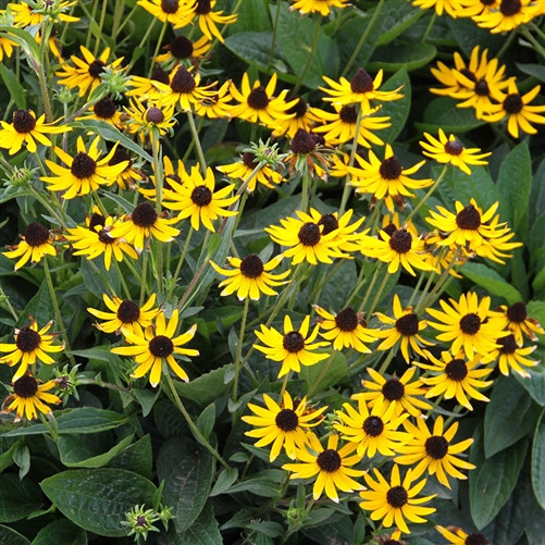 Rudbeckia fulgida Little Goldstar  (72 plugs per tray) PP22397