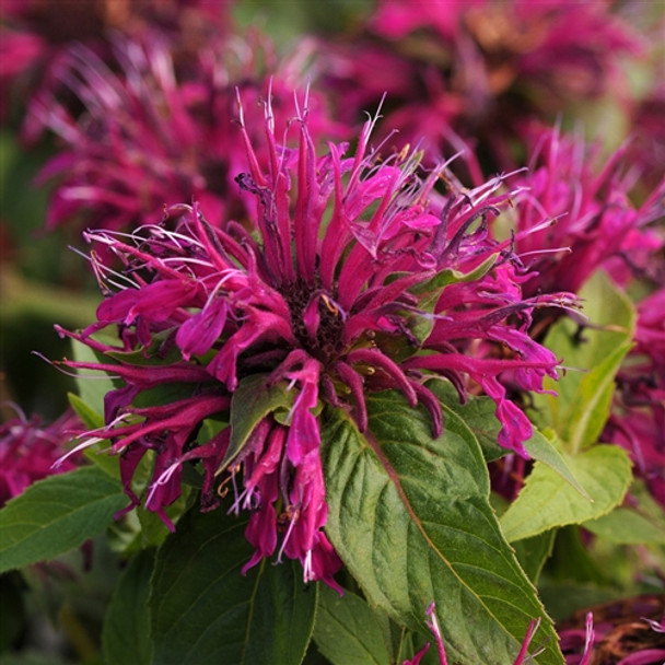 Monarda didyma Balmy™  Purple (72 plugs per tray) PP26566