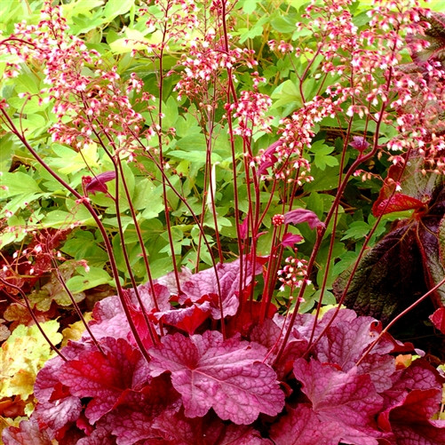 Heuchera Berry Smoothie  (72 plugs per tray) PP21871