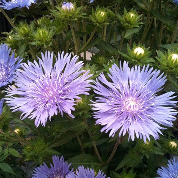 Stokesia laevis Mels Blue (50 plugs per tray) PP23090