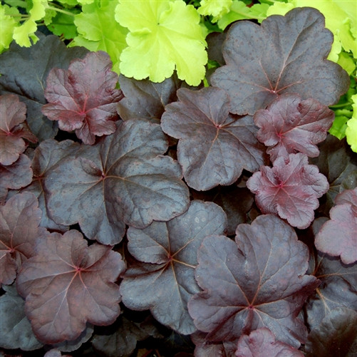 Heuchera Obsidian  (72 plugs per tray) PP14836