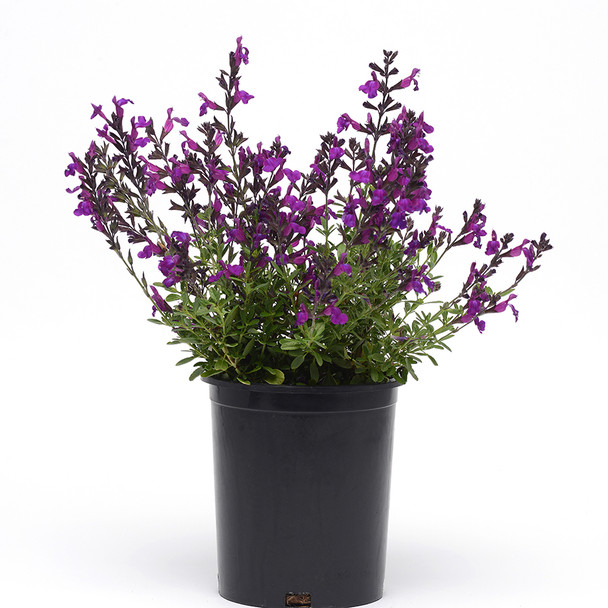Salvia g. Mirage™ Deep Purple (72 plugs per tray) PP28538