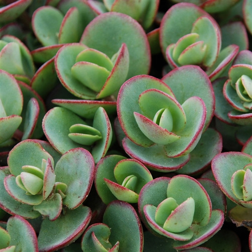 Sedum Sunsparkler® Lime Zinger (72 plug tray) PP24632 liners from