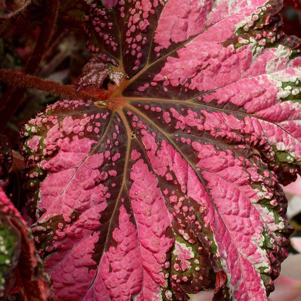 Begonia T-REX Dancing Peacock