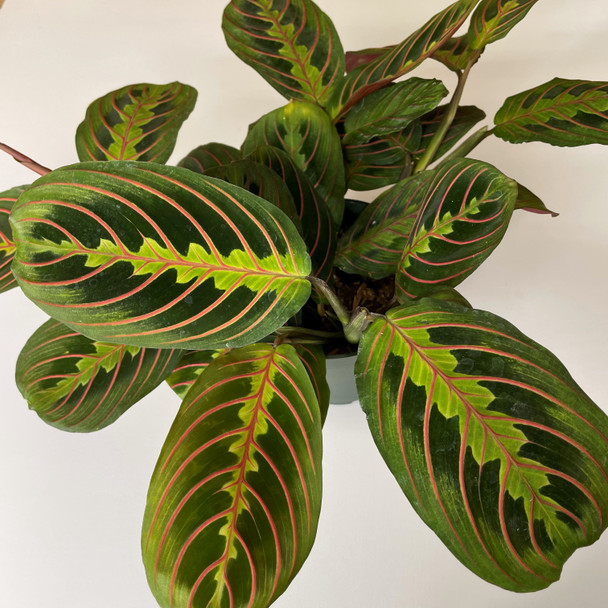 Maranta Red Prayer Plant (Maranta Leuconeura)