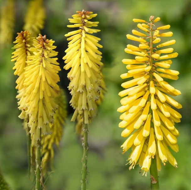 Kniphofia uvaria Glowstick