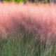 Muhlenbergia capillaris