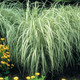 Miscanthus sinensis Variegatus