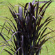 Pennisetum hybrid First Knight™