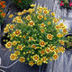 Coreopsis Lil Bang™ Enchanted Eve