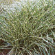 Miscanthus sinensis Little Zebra