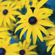 Rudbeckia fulgida Goldsturm