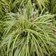 Carex oshimensis Evergold