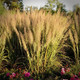 Calamagrostis arundinacea var brachytricha Caspian