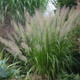 Calamagrostis arundinacea var brachytricha Caspian