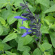 Salvia guaranitica Black and Blue