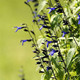 Salvia guaranitica Black and Blue