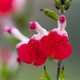 Salvia microphylla Hot Lips