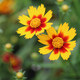 Coreopsis Li'l Bang™ Daybreak