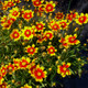 Coreopsis Li'l Bang™ Daybreak