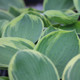 Hosta Earth Angel