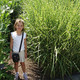 Miscanthus sinensis Strictus (38 plugs per tray)