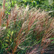 Miscanthus sinensis Gracillimus (38 plugs per tray)