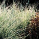 Miscanthus sinensis Morning Light (72 plugs per tray)