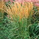 Calamagrostis xacutiflora Karl Foerster (21 plugs per tray)