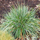 Sesleria caerulea (38 plugs per tray)