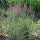 Calamagrostis xacutiflora Overdam (38 plugs per tray)
