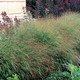 Panicum virgatum Rotstrahlbusch (38 plugs per tray)