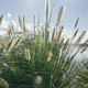 Pennisetum alopecuroides (72 plugs per tray)