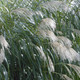 Miscanthus xgiganteus (21 plugs per tray)